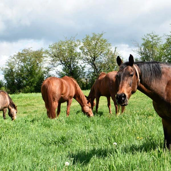 Pension pour chevaux à Ennezat, Puy-de-Dôme